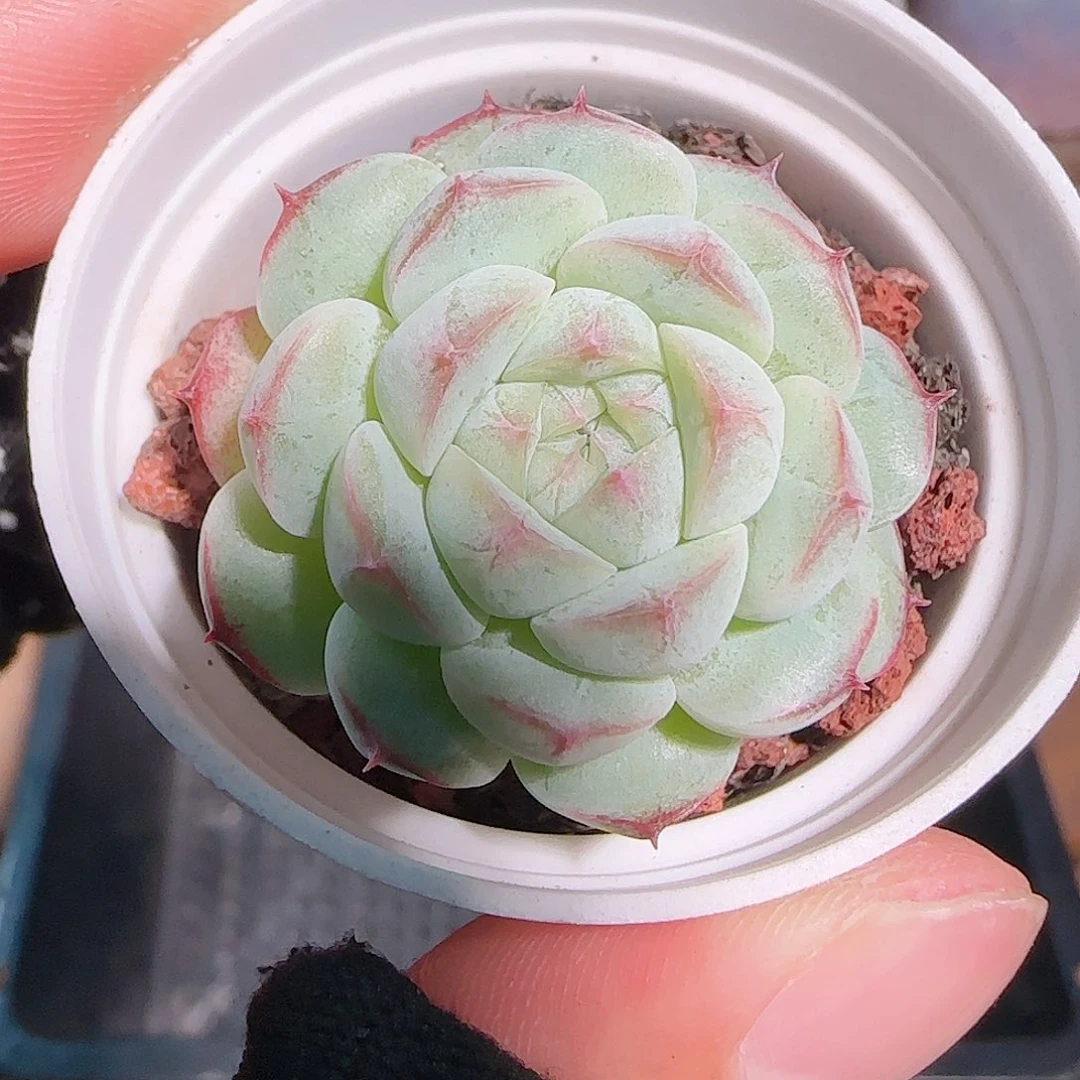 多肉1030--65福利