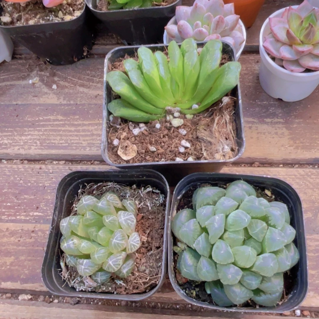小***吖玉扇 琥珀 冰灯