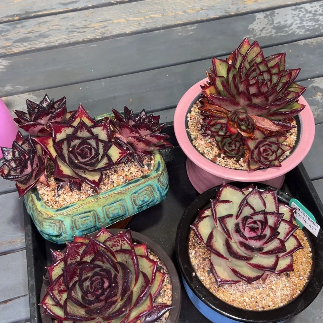 多肉一物一拍0114-411