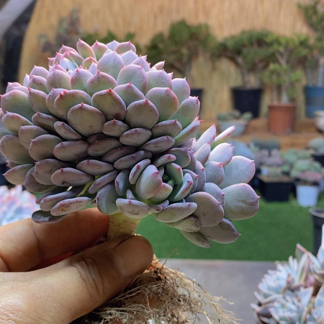 S****aD212号玛瑙缀多肉