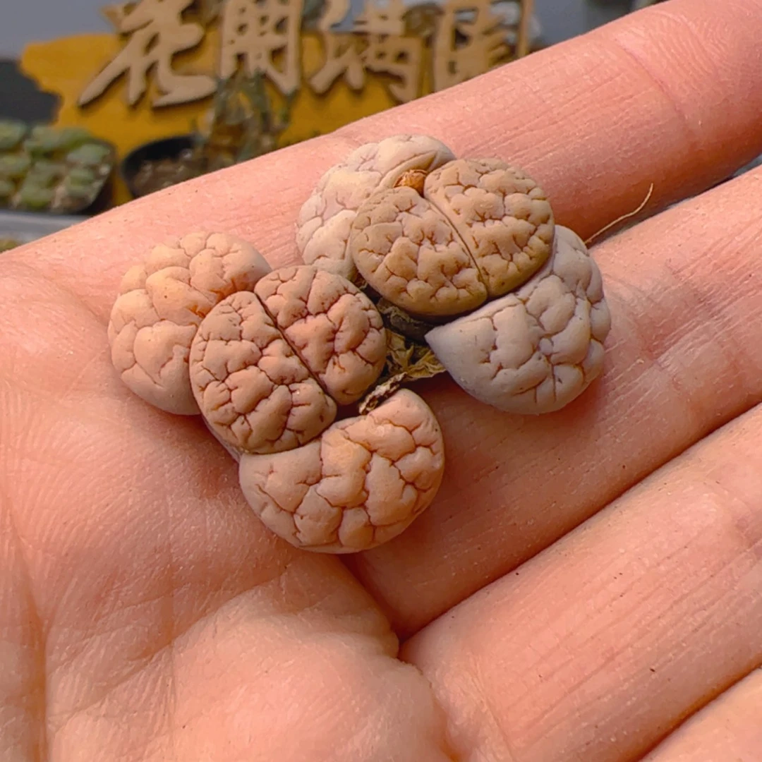 【闪购商品】000000014