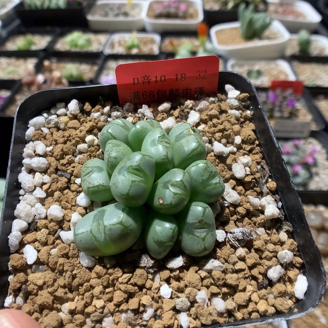 10-18-32     母本九烟玉