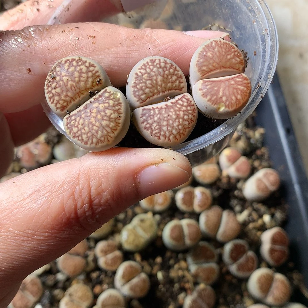 魚*T29多肉植物保护