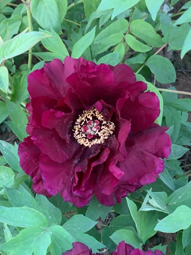 赛墨莲黑色牡丹大花重瓣观赏大苗树苗庭院盆栽地栽菏泽基地直发