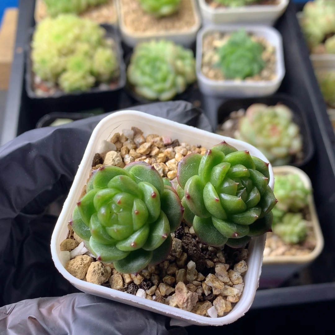 58包邮  群生不包整 115