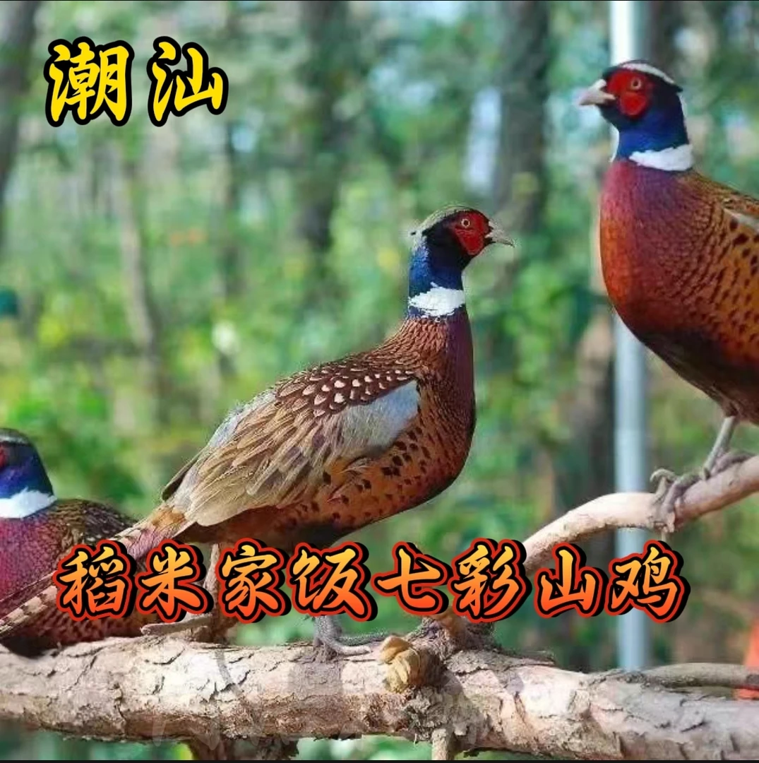 正宗纯种七彩山鸡农家散养山鸡现宰现发顺丰包邮煲汤山鸡