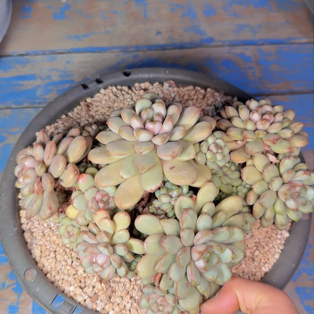 婷*了多肉植物的生长发育与