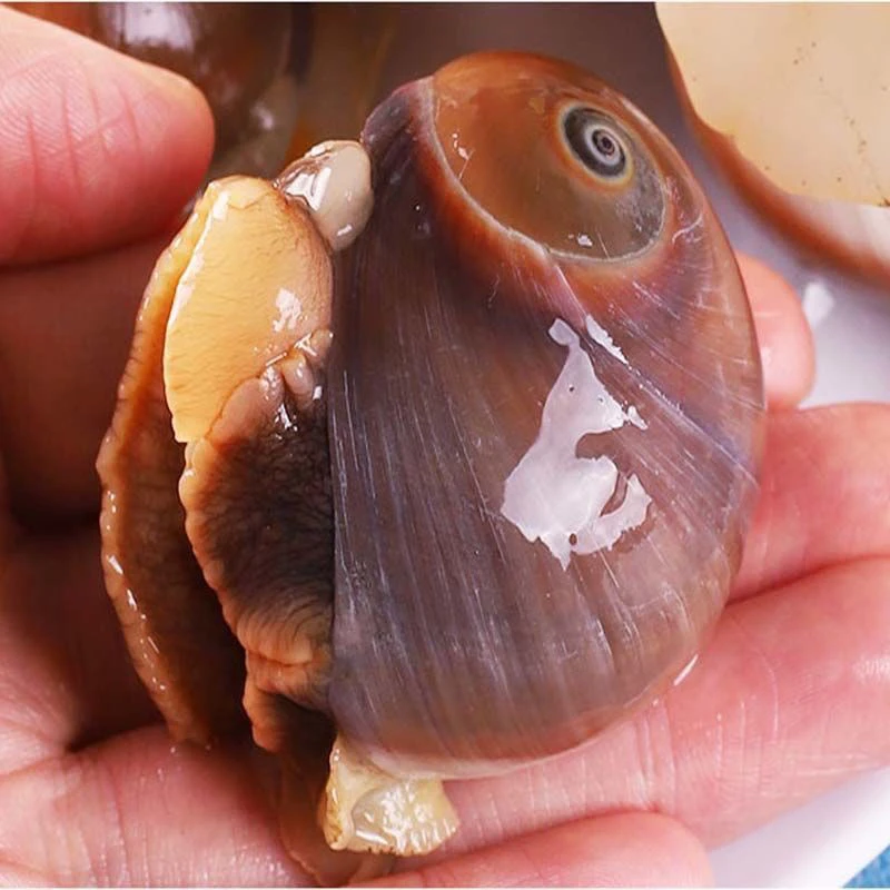 连云港 鲜活猫眼螺冷链发货包鲜不包活