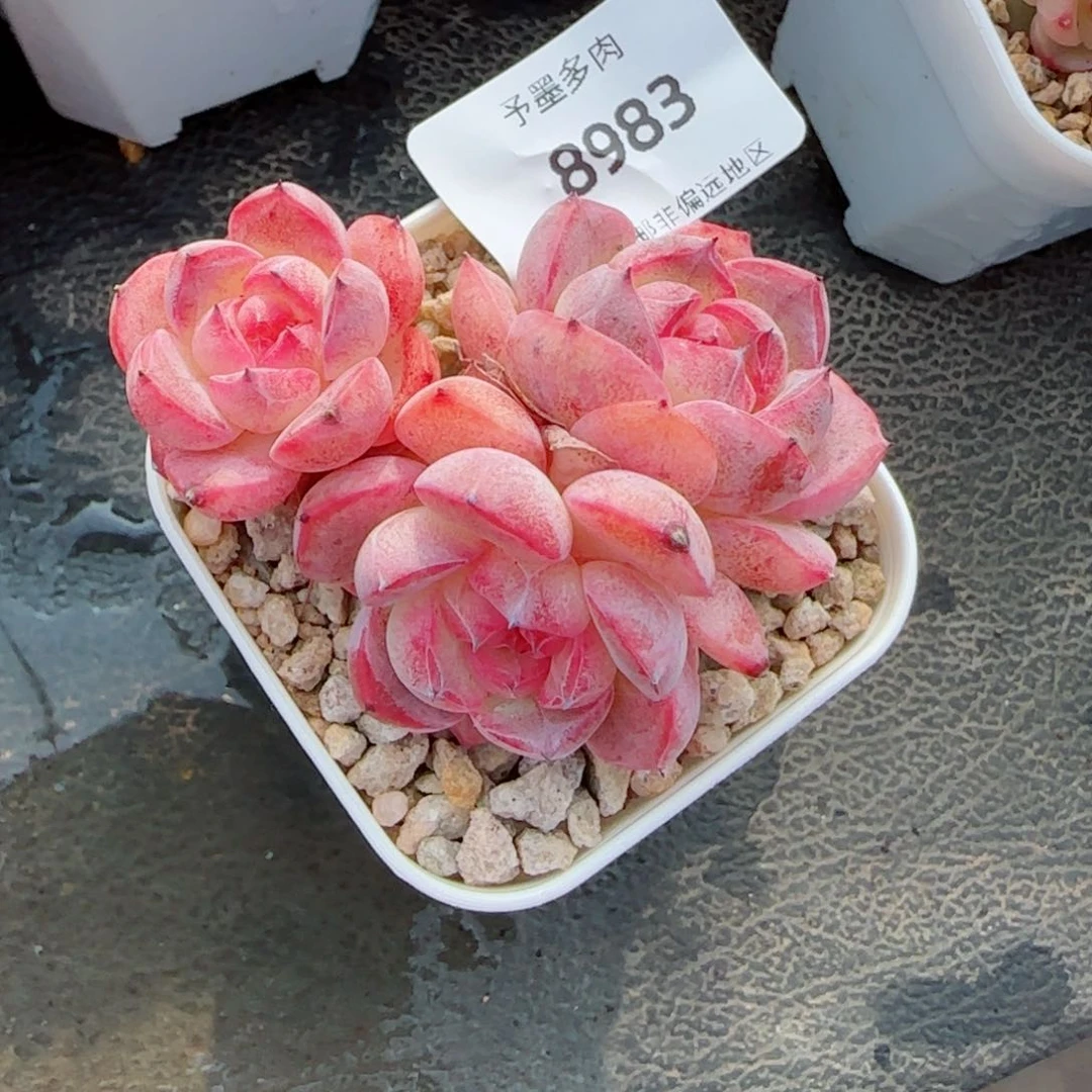 森林玫果，8983多肉