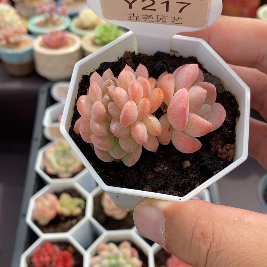 0217 和田玉 缀 5cm