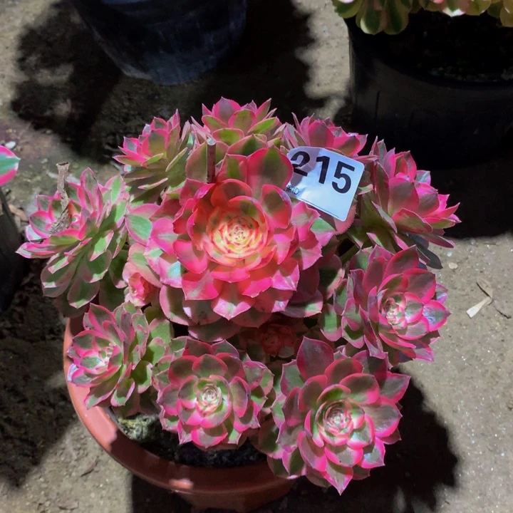 博***妈无花朵云禾21500000