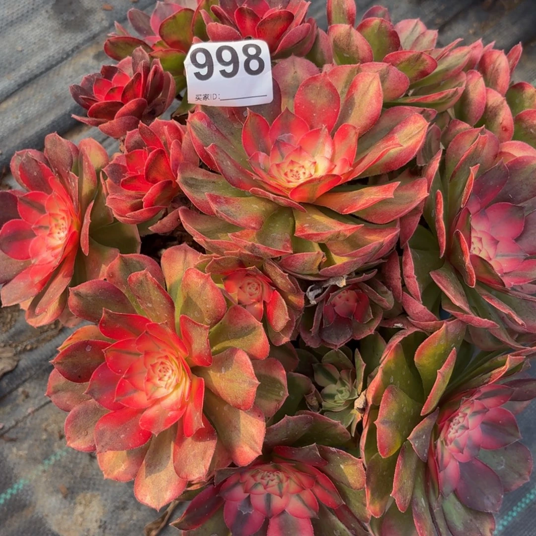 998大机制多肉植物多任务植物