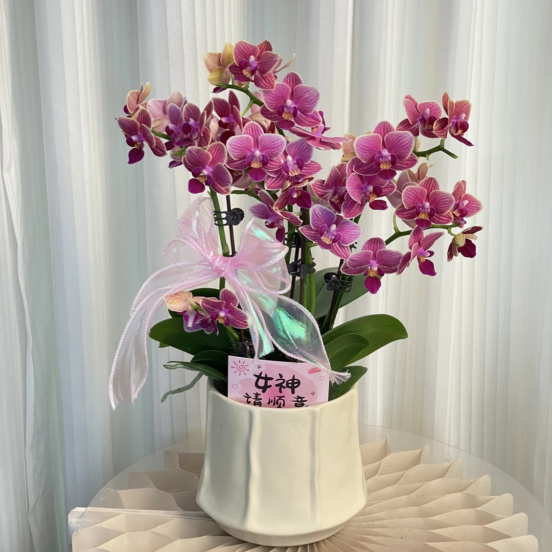 金边玲龙  带金边花中花型 桌面花 好养耐养 蝴蝶兰基地直发2-4