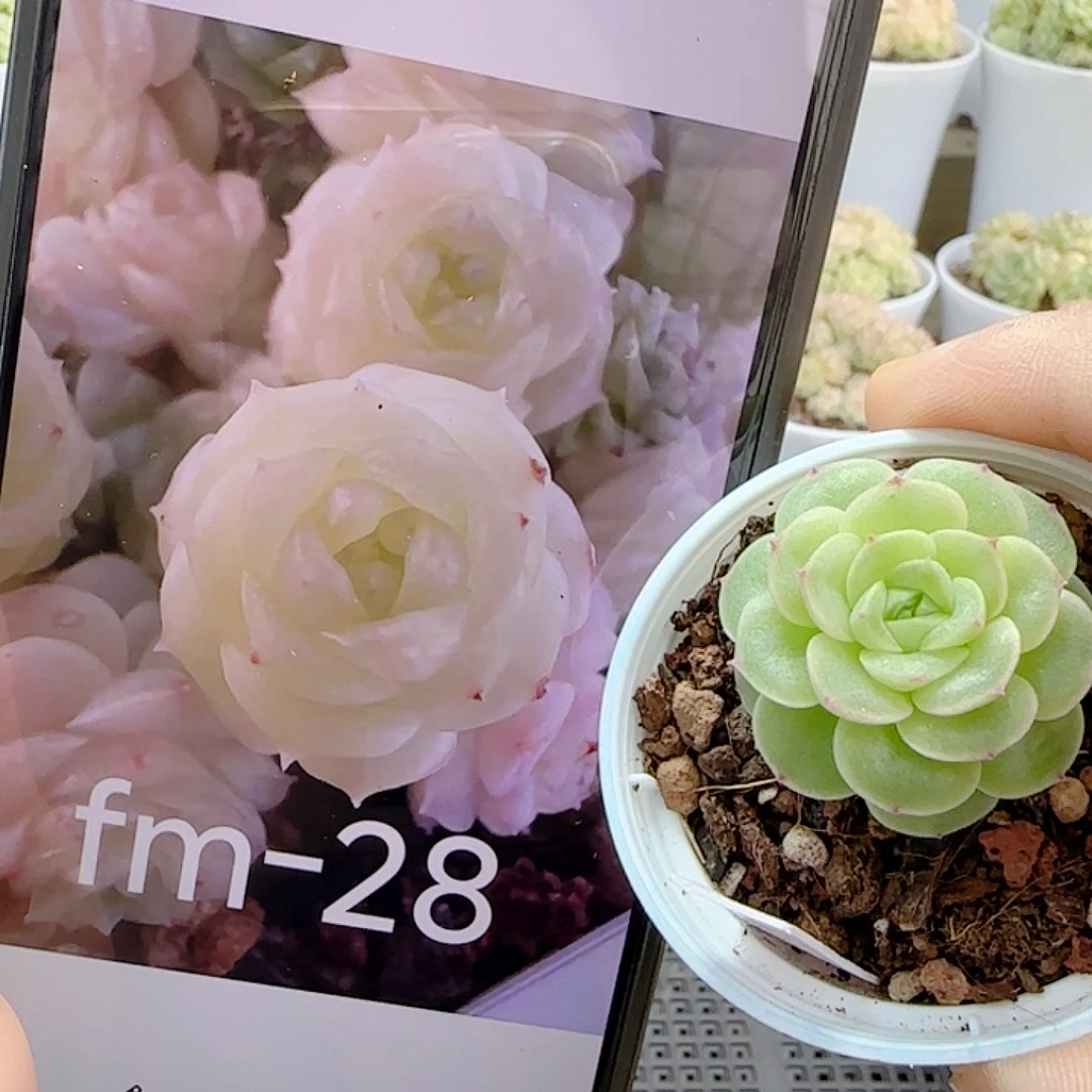 1115-24（fm-28）优选