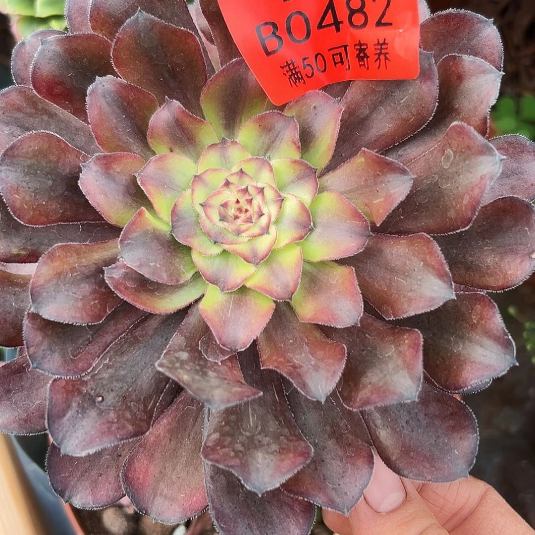 0482多肉植物法师无名
