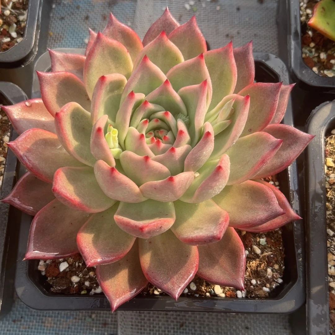 一物一拍，38包邮！36