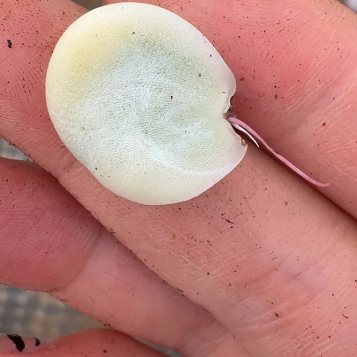 冰玉叶片一物一拍