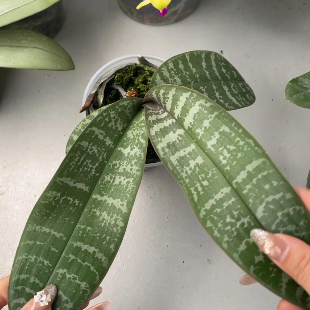 当前无花栽培后可以开花盲盒（有老化根）3寸