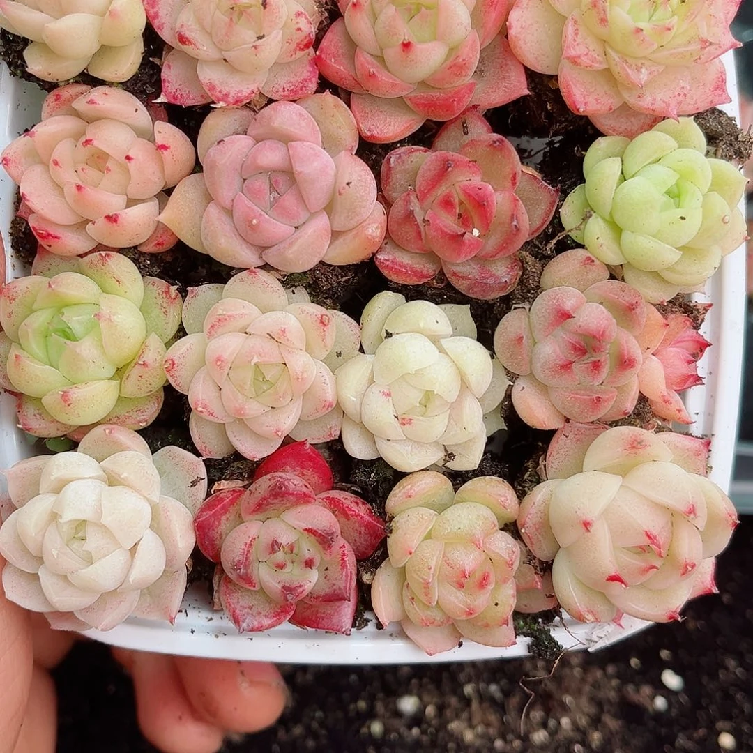 1-194 新疆西藏内蒙不发12.8包邮2-3公分多肉