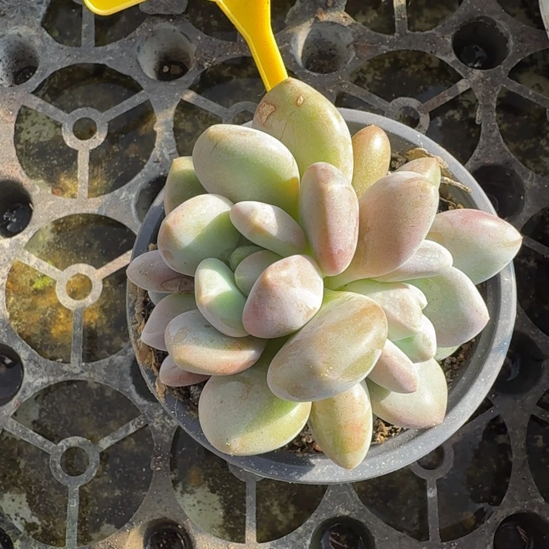 X系多肉植物一物一拍915