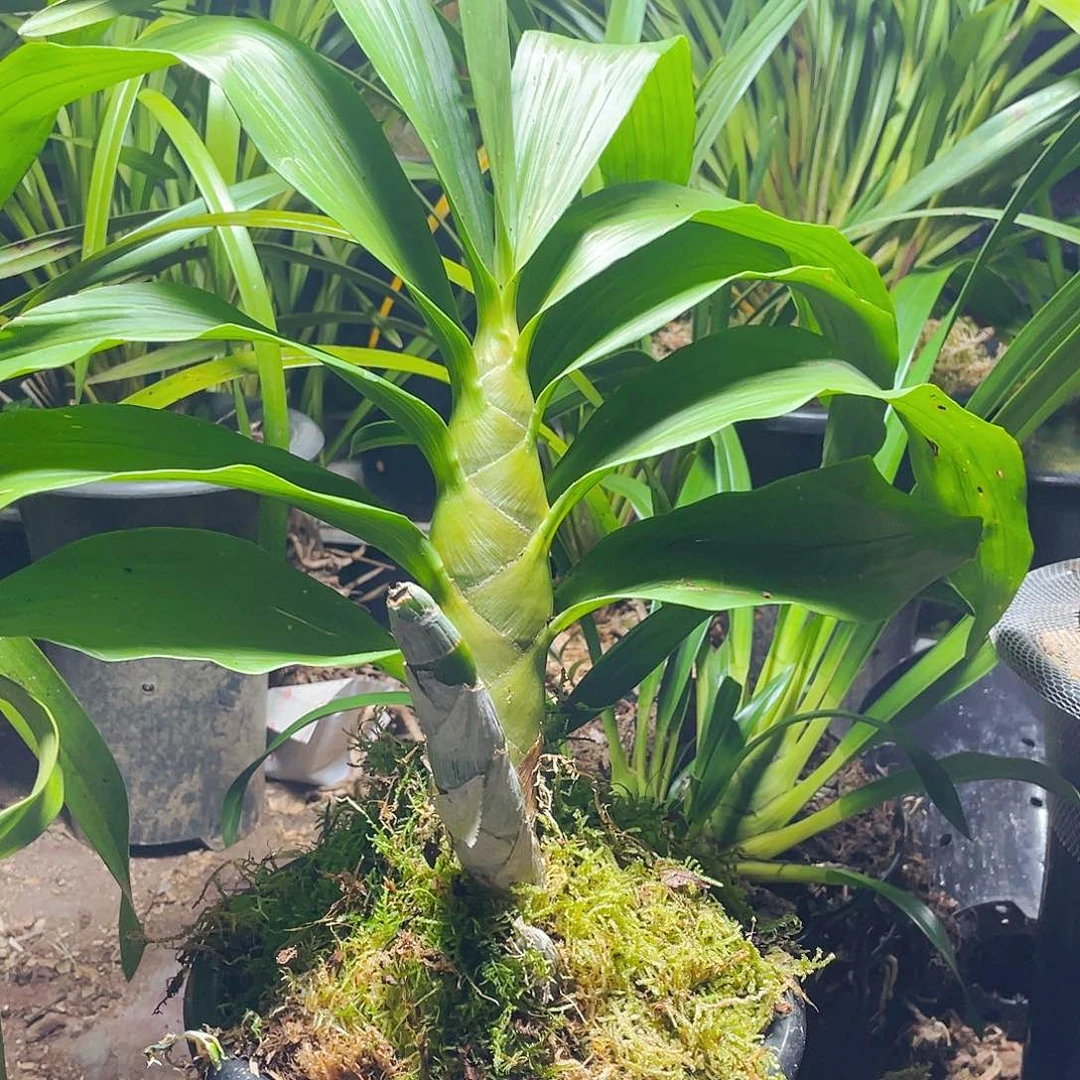 无花朵天鹅兰虎头兰
