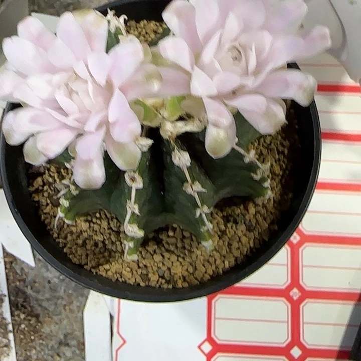 无花朵哈哈哈哈哈哈哈哈哈