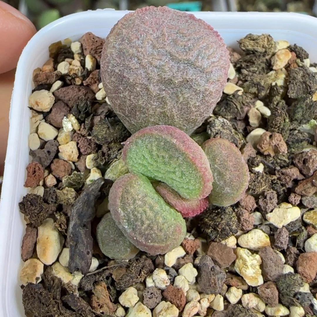 实生底叶插，五方盆发