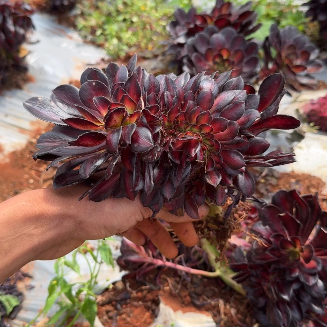 9.9晚霞缀送云和啊啊啊啊啊