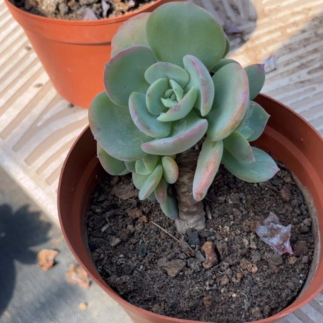 【闪购商品】无花朵家**女