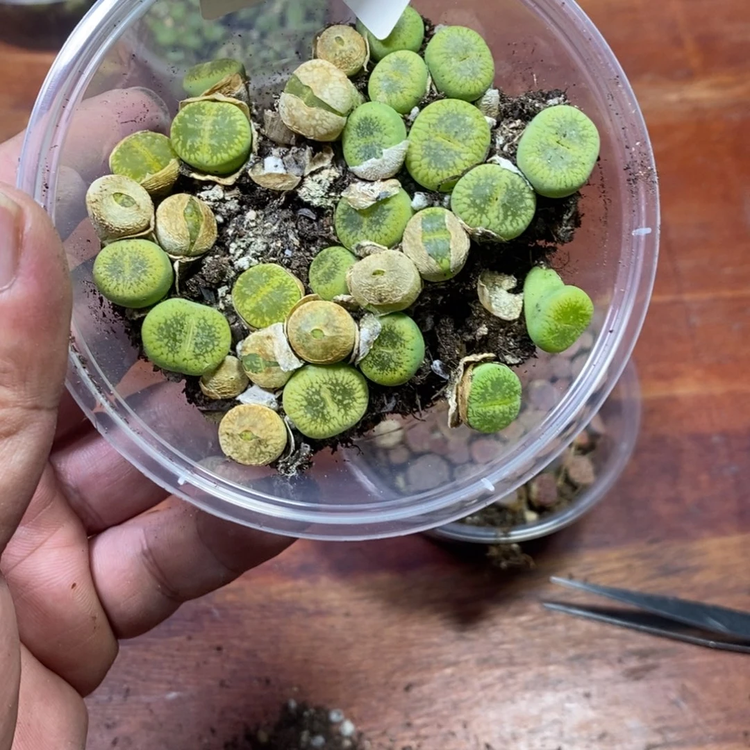 多肉蛋炒饭000005