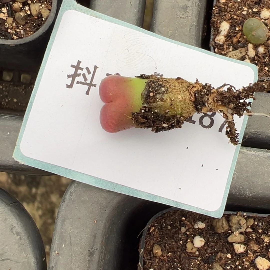 18-187日大红风铃多肉