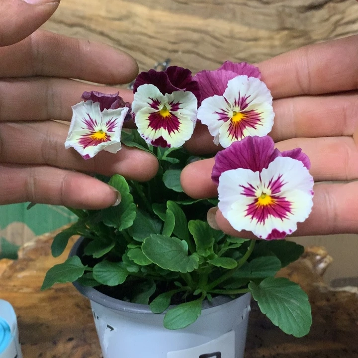 无花朵角堇一物一拍057