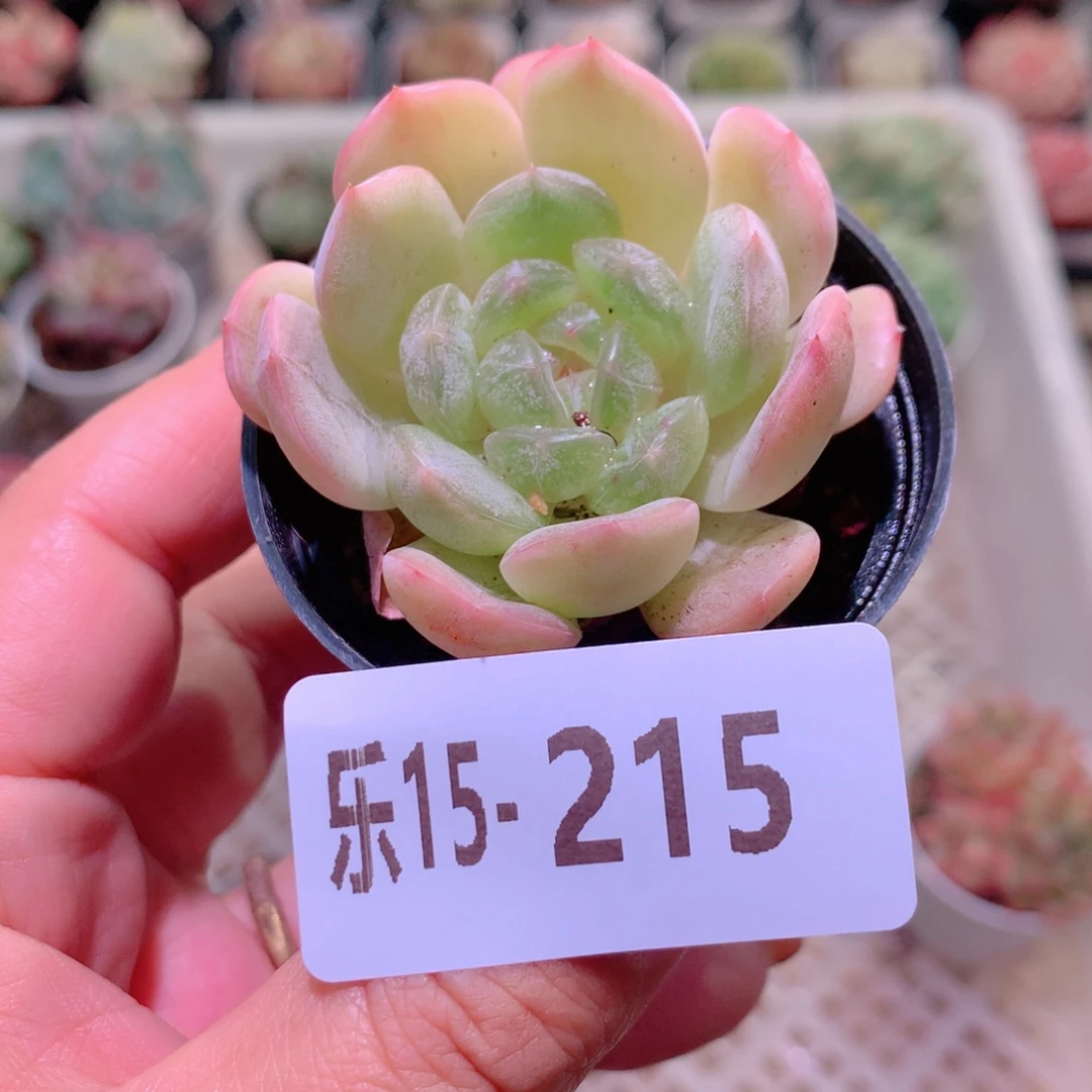 乐然15-215 白色恋人