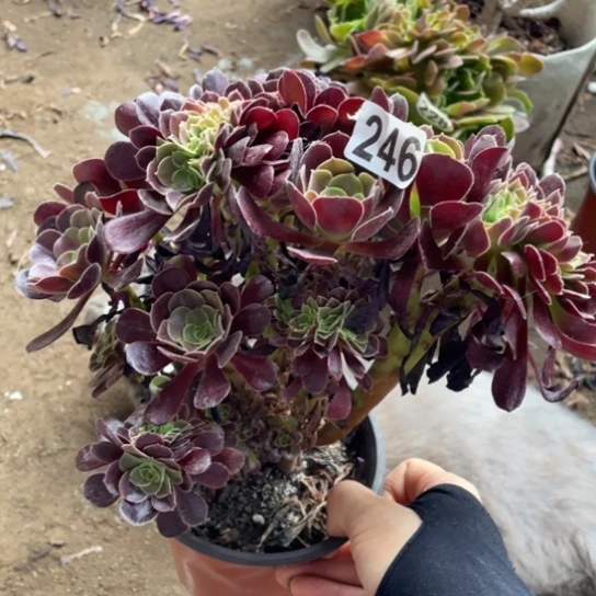 20厘米左右欧紫缀246号