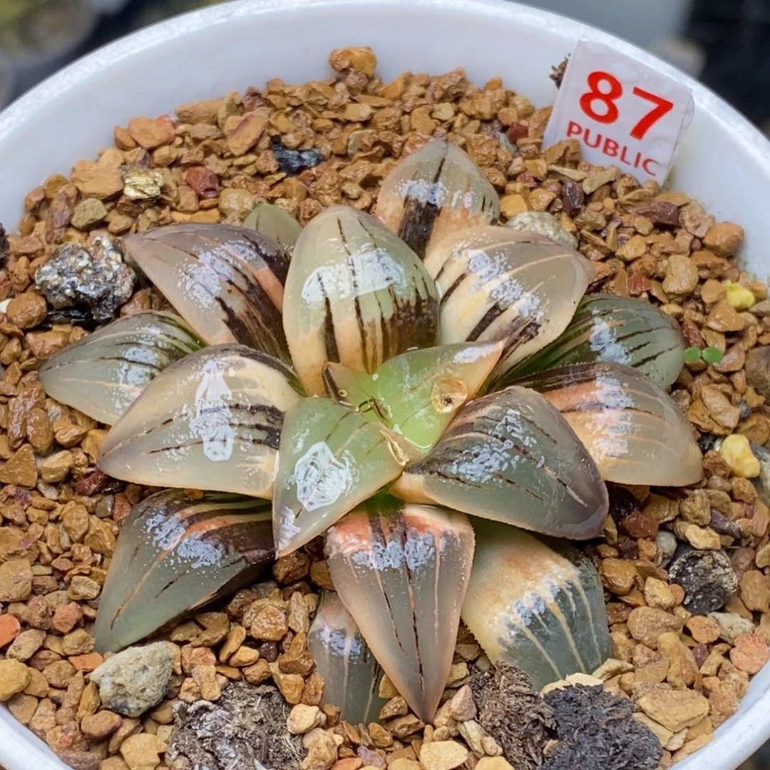 87号红纹寿锦多肉