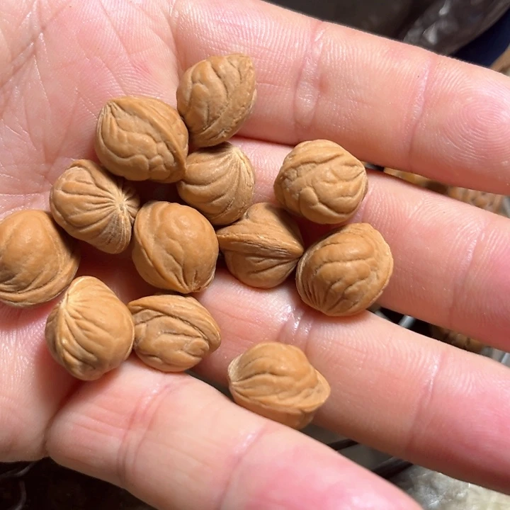 桃核雕刻龙纹桃核