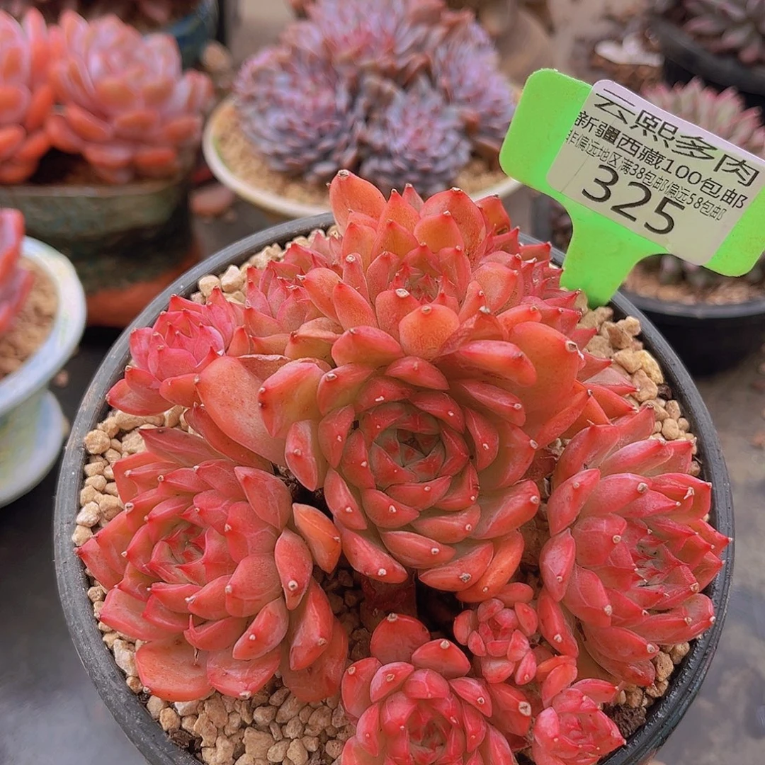 325东云多肉植物。