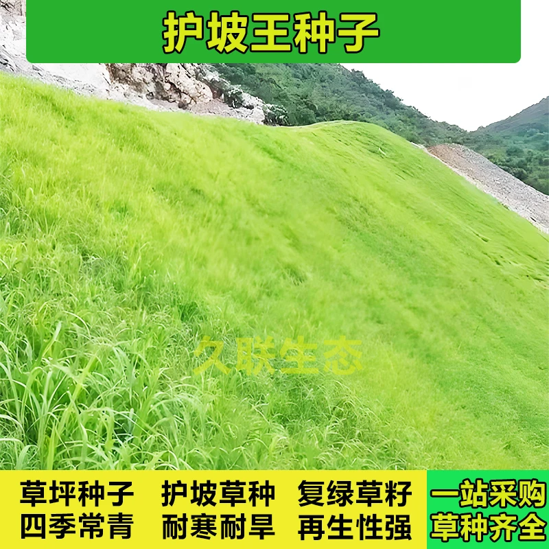 草坪种子护坡草籽绿化狗牙根高羊茅黑麦草籽护坡四季常青草种籽