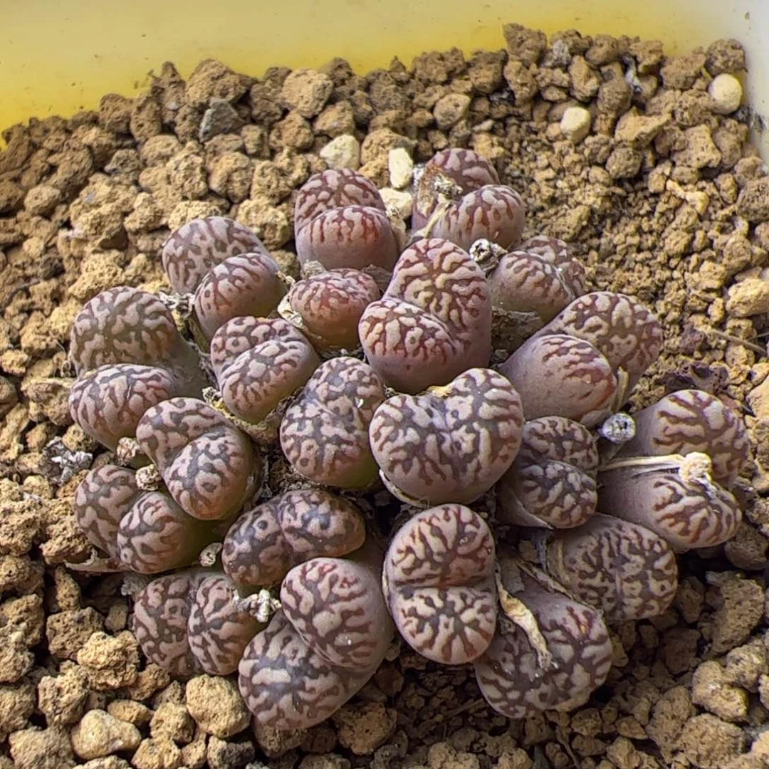 多肉植物肉锥鸟哈尼群生母本