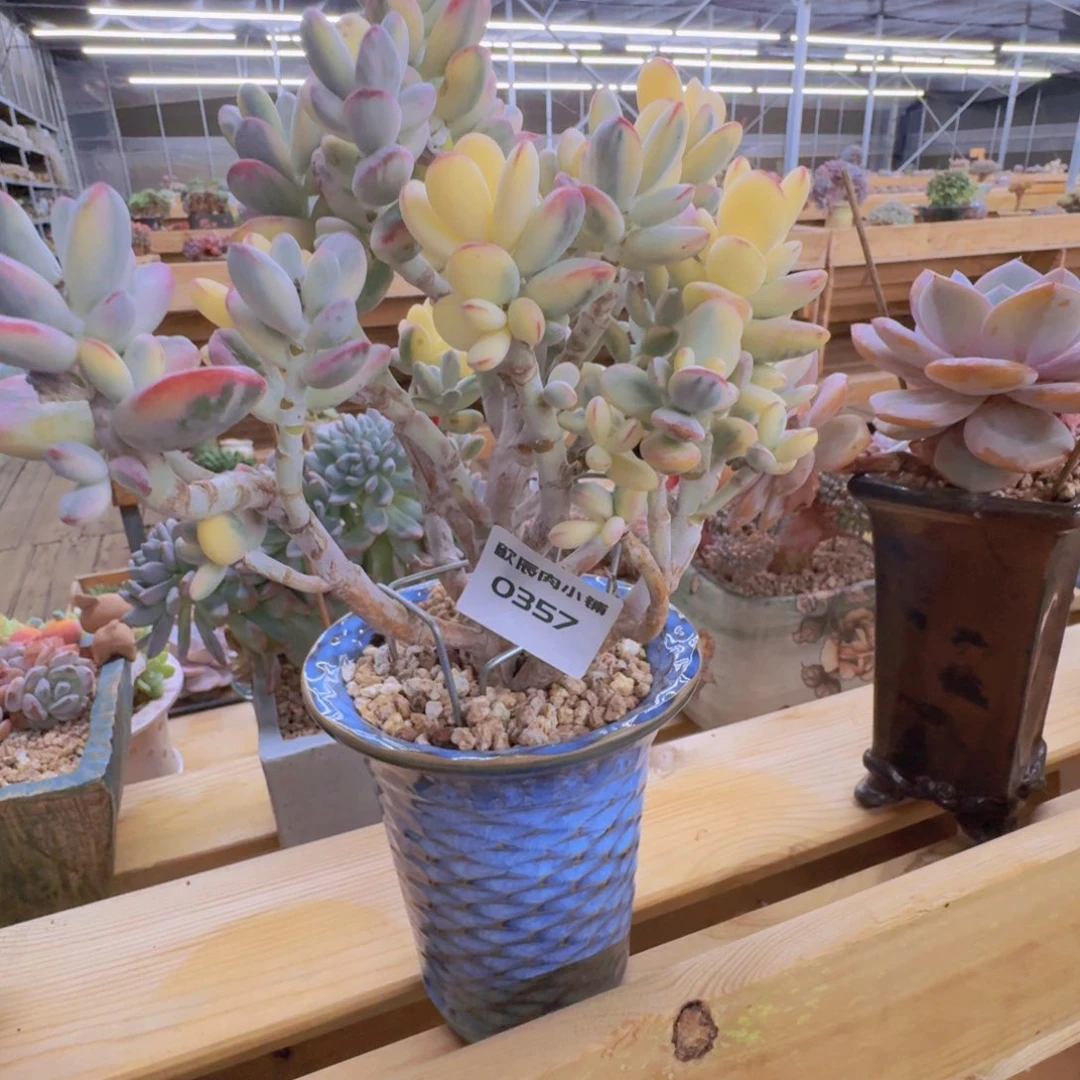 琼***多肉植物乒乓福娘锦0357
