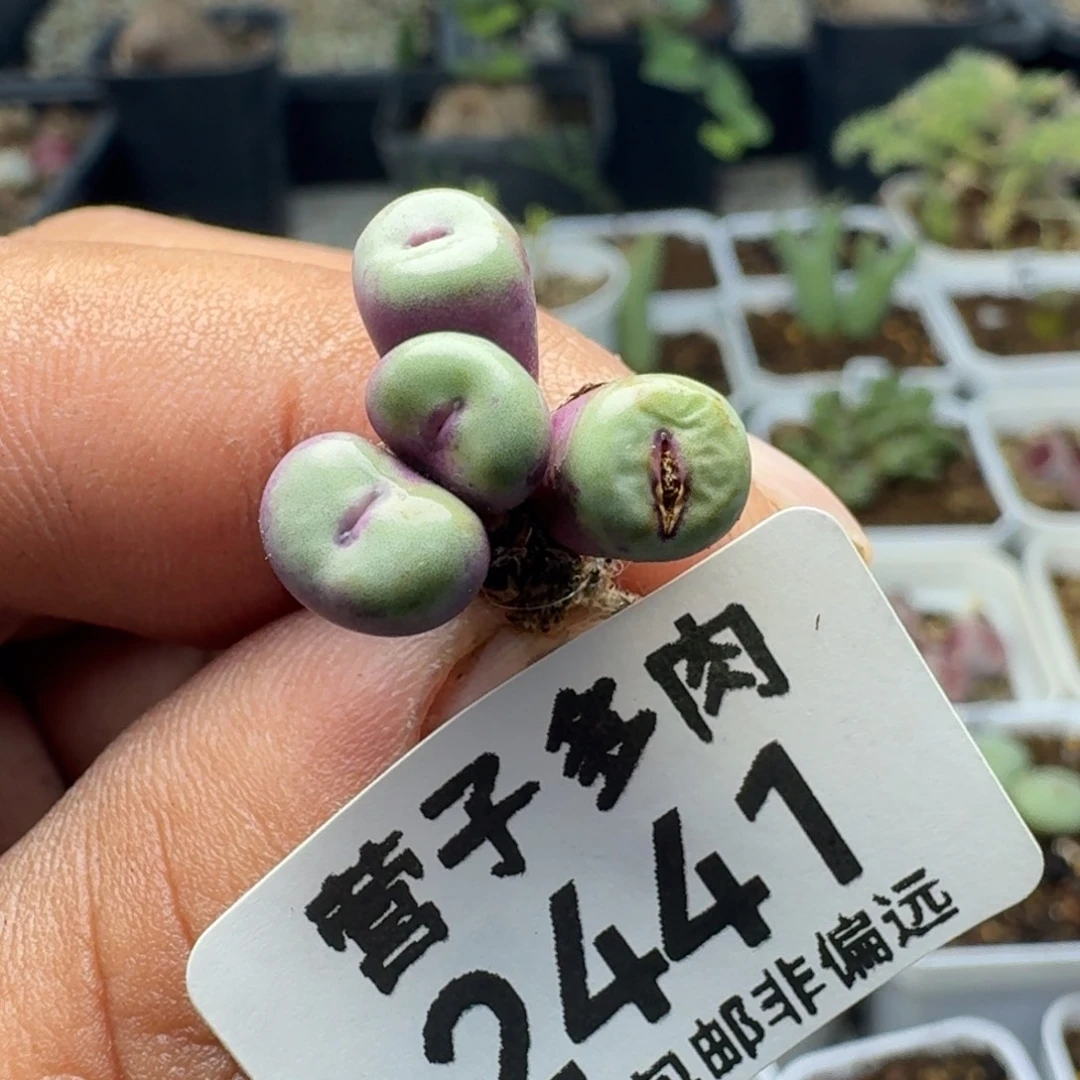 小红嘴4头