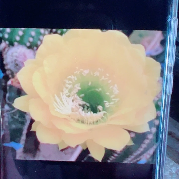 毛花柱碧玉皇冠侧芽拍一发二