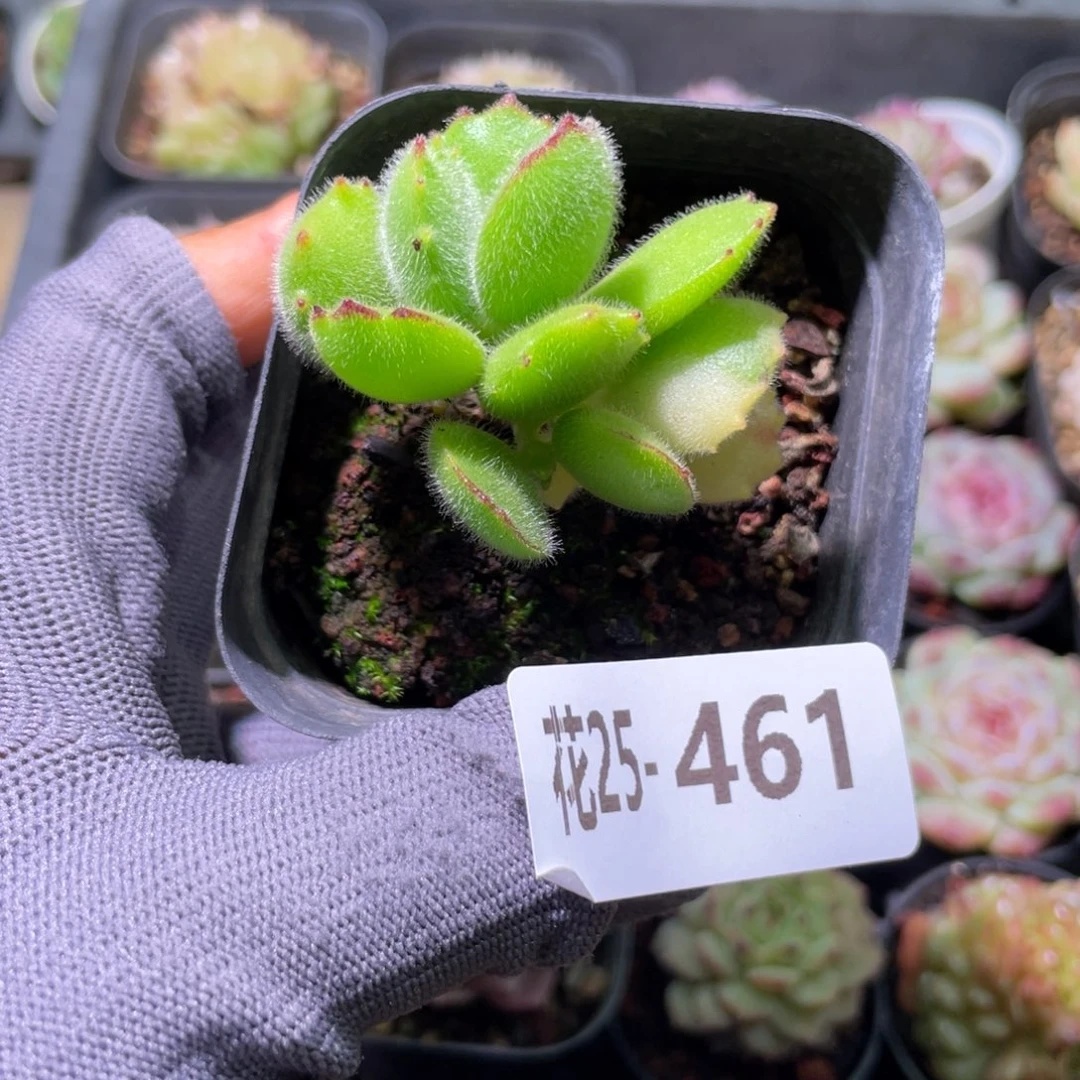 花利美25-461熊童子不售后