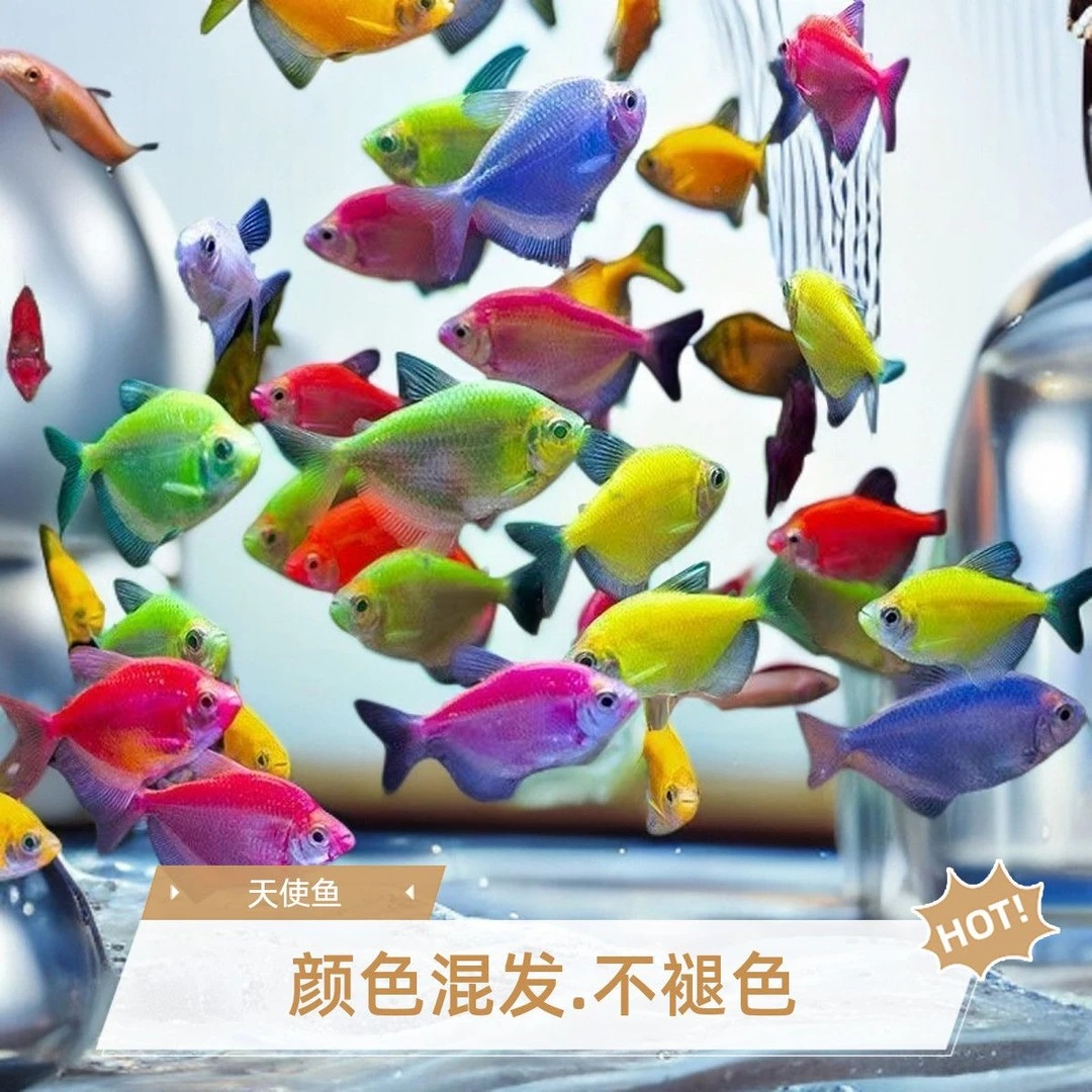 天使小型观赏鱼褪色糖果新手养易活热带群游好养耐活热带鱼清仓