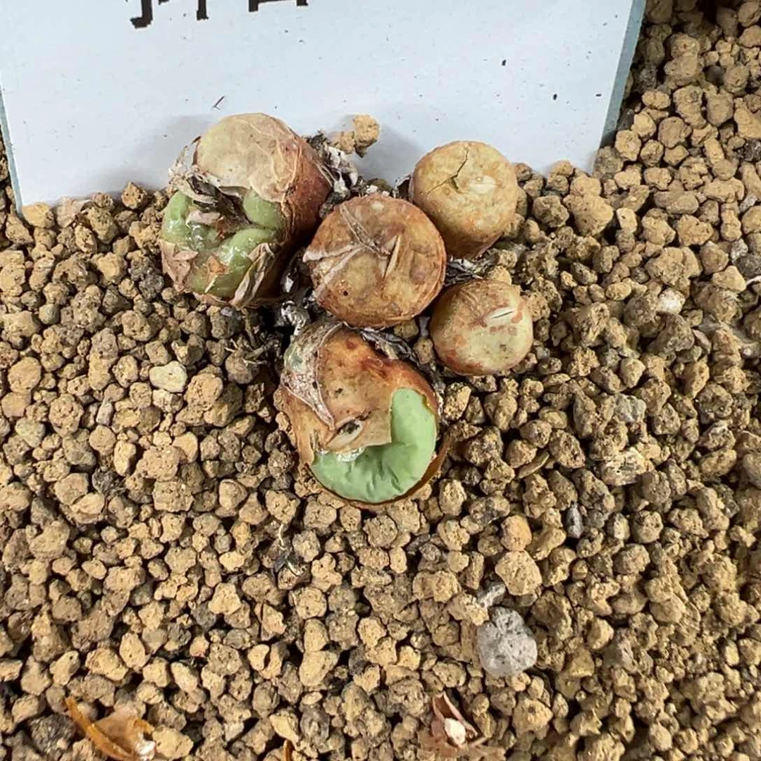 16-92 1968红嘴多肉植物