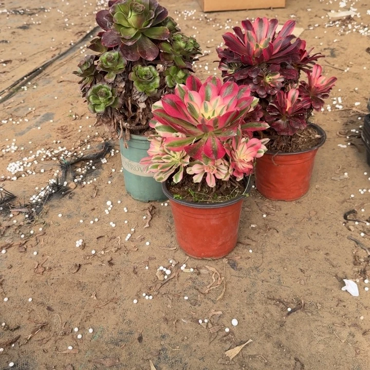 一单包邮不包侧枝59