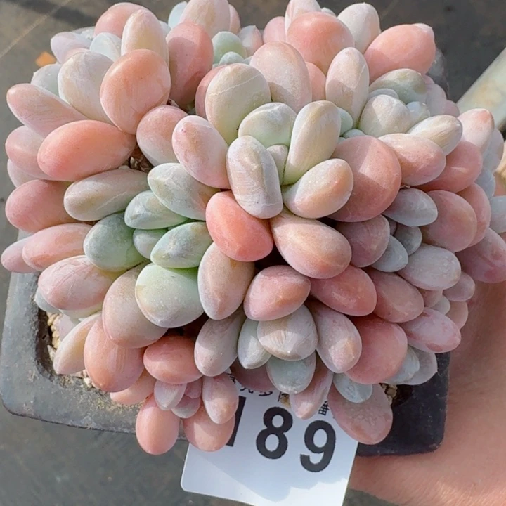 香玉群生         精控精养多肉植物