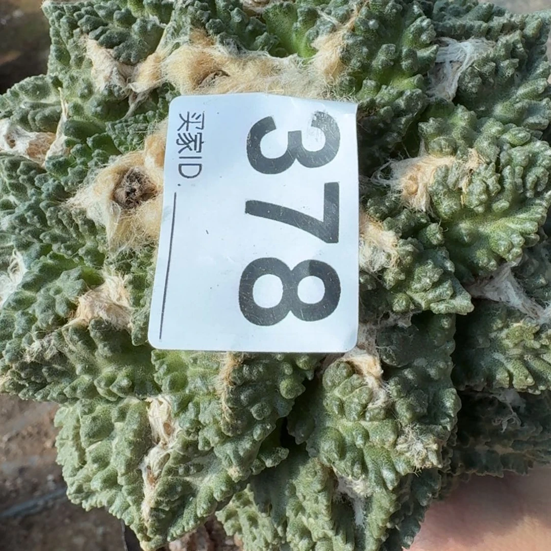 【闪购商品】?****鱼大牡丹378