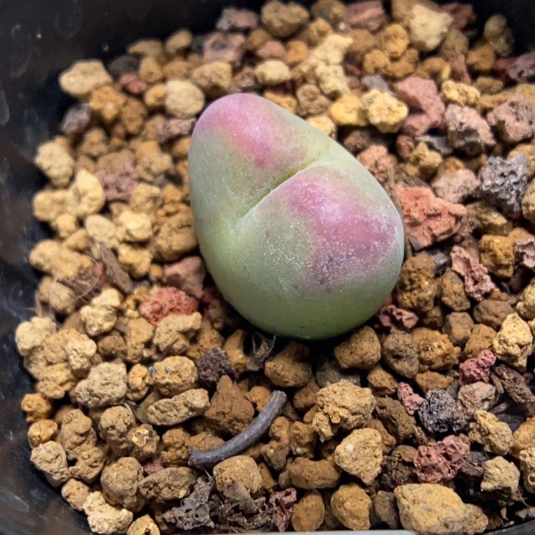 多肉植物肉锥杂交K-4931