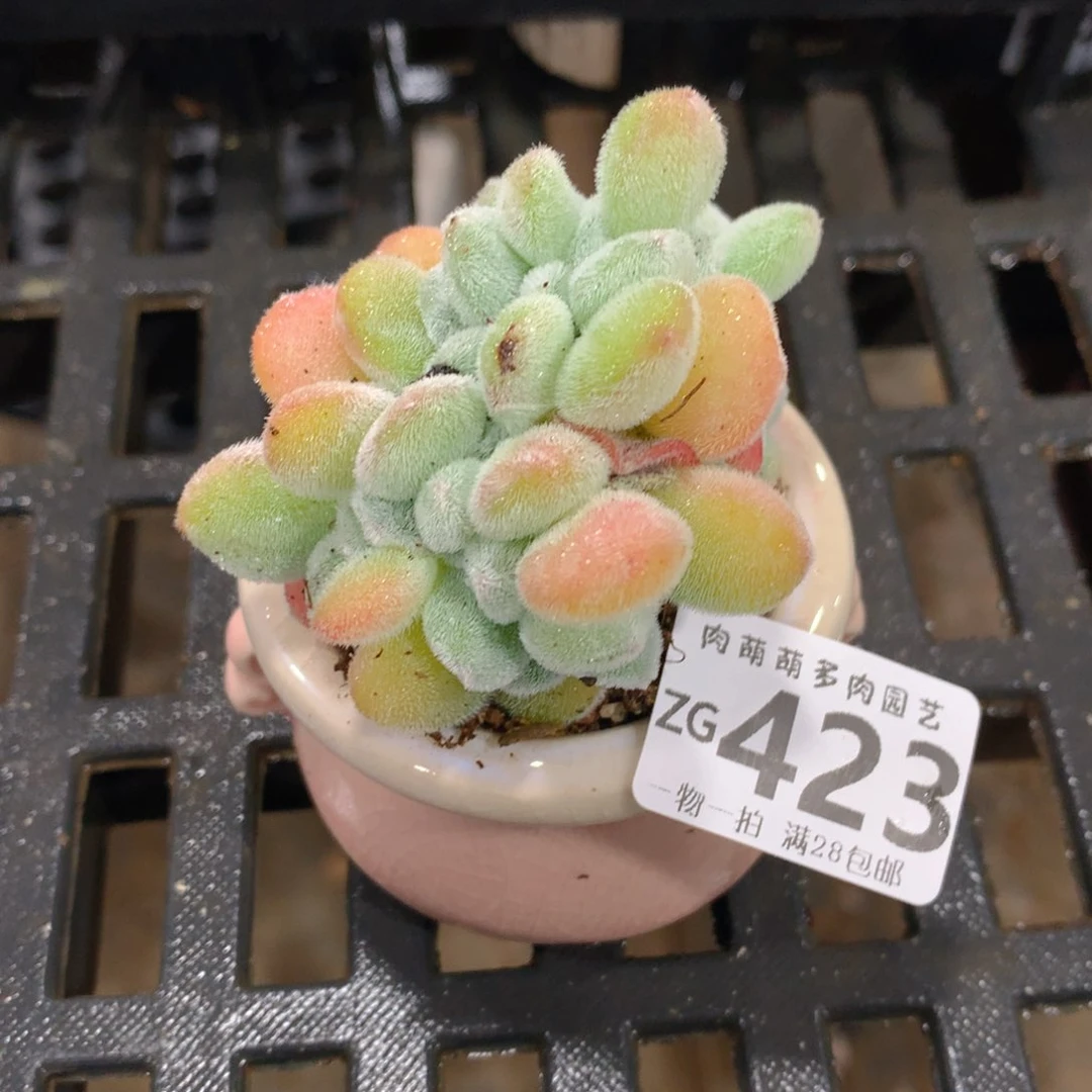 肉萌萌拇指盆精控多肉ZG423